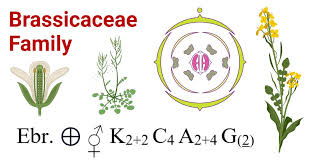 Attēlu rezultāti vaicājumam “Cruciferae”