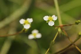 Attēlu rezultāti vaicājumam “Alisma gramineum flower”