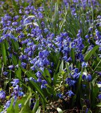 Attēlu rezultāti vaicājumam “Scilla siberica bud”