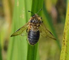 Attēlu rezultāti vaicājumam “Trichiosoma”