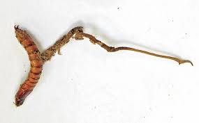 Attēlu rezultāti vaicājumam “Cordyceps stylophora”