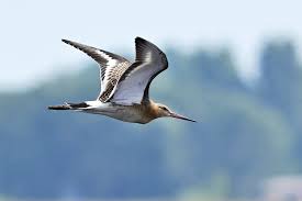 Attēlu rezultāti vaicājumam “Licea pusilla”