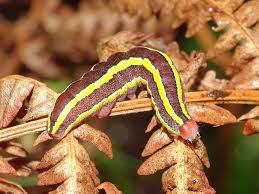 Attēlu rezultāti vaicājumam “Ceramica pisi larva”