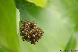 Attēlu rezultāti vaicājumam “Araneus diadematus eggs”