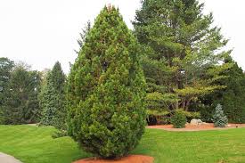 Attēlu rezultāti vaicājumam “Pinus cembra”