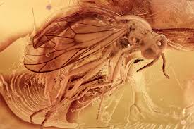 Attēlu rezultāti vaicājumam “Xylophagidae”