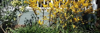 Attēlu rezultāti vaicājumam “Forsythia”