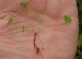 Attēlu rezultāti vaicājumam “Geranium molle”