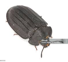 Attēlu rezultāti vaicājumam “Peltis grossa”