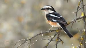 Image result for Lanius nubicus