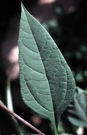 Attēlu rezultāti vaicājumam “Helianthus tuberosus leaf”