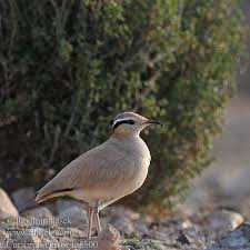 Image result for Cursorius cursor