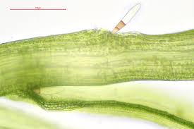 Attēlu rezultāti vaicājumam “Leptobryum pyriforme sporophyte”