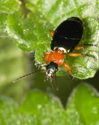 Attēlu rezultāti vaicājumam “Lebia chlorocephala”
