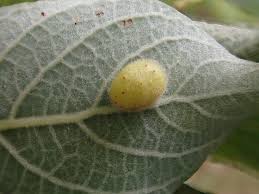 Attēlu rezultāti vaicājumam “Euura pedunculi”