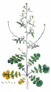 Attēlu rezultāti vaicājumam “Sisymbrium volgense leaf”