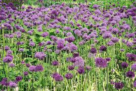 Attēlu rezultāti vaicājumam “Allium holandicum”