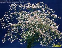 Attēlu rezultāti vaicājumam “Gypsophila fastigiata bud”