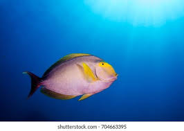 Image result for Acanthurus xanthopterus