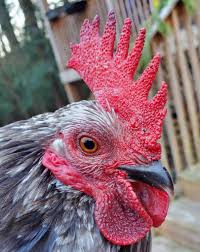 Image result for pheega