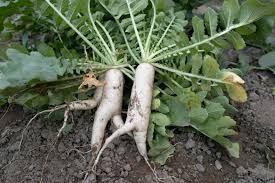 Image result for Rettich