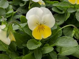 Attēlu rezultāti vaicājumam “Viola x williamsii”