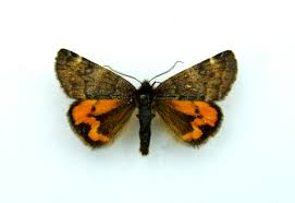 Attēlu rezultāti vaicājumam “Archiearis parthenias”