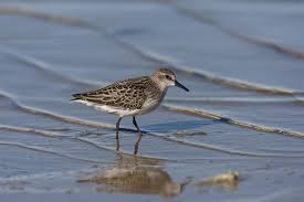 Image result for Calidris pusilla