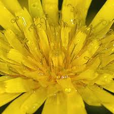 Attēlu rezultāti vaicājumam “Hieracium vulgatum leaf”