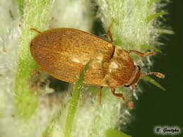 Attēlu rezultāti vaicājumam “Byturus tomentosus”