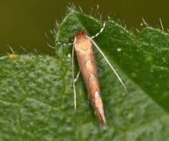 Attēlu rezultāti vaicājumam “Gracillariidae”