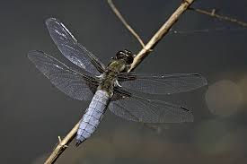 Attēlu rezultāti vaicājumam “Libellula depressa male”