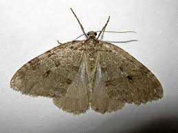 Attēlu rezultāti vaicājumam “Epirrita sp.”