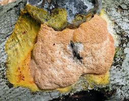 Attēlu rezultāti vaicājumam “Fuligo septica var. rufa”