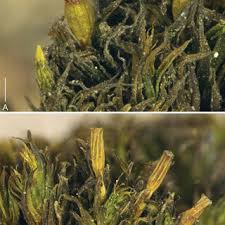 Attēlu rezultāti vaicājumam “Orthotrichum speciosum sporophyte”