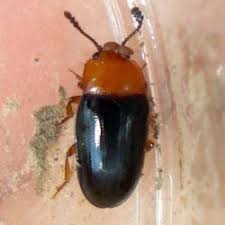 Attēlu rezultāti vaicājumam “Triplax russica”