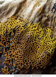 Attēlu rezultāti vaicājumam “Hemitrichia serpula macro”