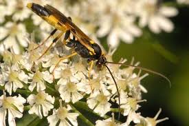 Attēlu rezultāti vaicājumam “Macrothylacia rubi larva”