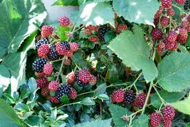 Attēlu rezultāti vaicājumam “Rubus plicatus leaf”