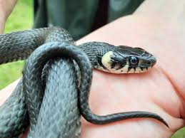 Attēlu rezultāti vaicājumam “Natrix natrix”