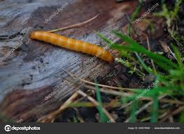 Attēlu rezultāti vaicājumam “Elateridae larva”