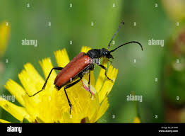 Attēlu rezultāti vaicājumam “Anastrangalia sanguinolenta male”