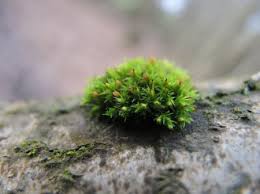 Attēlu rezultāti vaicājumam “Rhynchostegiella tenella macro”