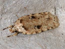 Attēlu rezultāti vaicājumam “Agonopterix aranella”
