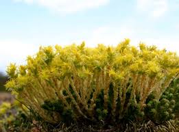 Attēlu rezultāti vaicājumam “Sedum acre bud”