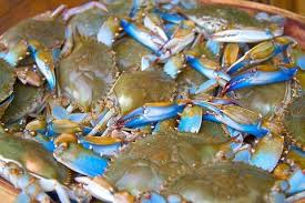 Image result for Callinectes sapidus