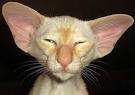 ugly cats