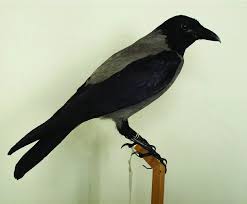 Attēlu rezultāti vaicājumam “Corvus cornix”
