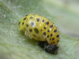 Attēlu rezultāti vaicājumam “Psyllobora vigintiduopunctata larva”