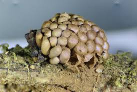 Attēlu rezultāti vaicājumam “Liceaceae”